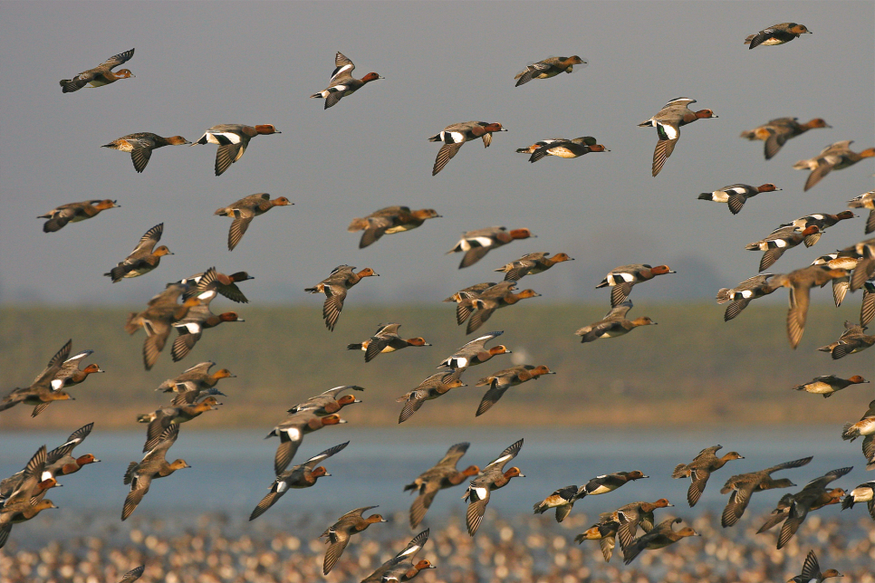 Wetland Bird Survey (WeBS Count) 08 November 2021